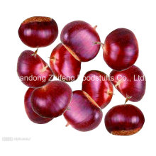 Chinese New Crop Fresh Chestnut with Wholesale Price